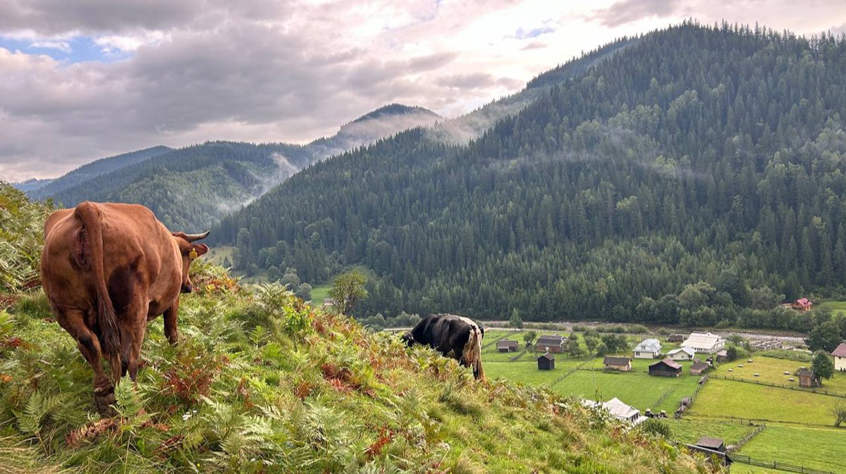 Ухилянты уходят в облака